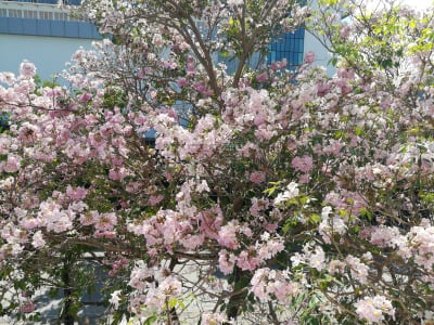 小号,粉色,天空,美,公园,水平画幅,夏天,户外,泰国,花