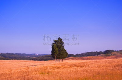 田地,小麦,柏树,在之间,水平画幅,山,旅行者,夏天,户外,乡村风格