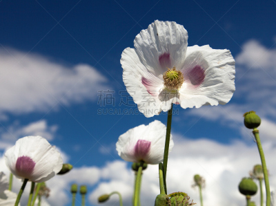 田地,花朵,大特写,心皮,花序,豆荚,雌蕊,农作物,白色,尼泊尔