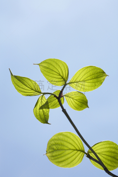 山茱萸,天空,秧苗,蓝色,双叶区,垂直画幅,无人,特写,植物,新生活