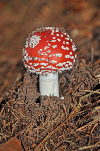 毒蝇菇,伞形毒菌,毒蘑菇,自然界,自然,垂直画幅,真菌,秋天,无人,有毒生物体