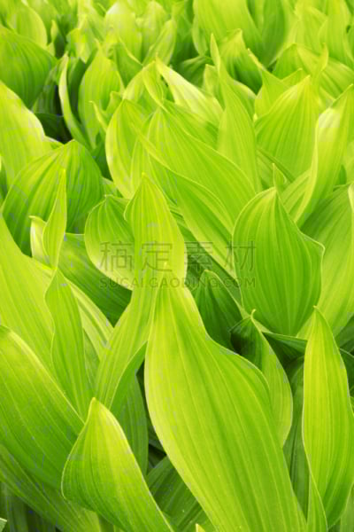 绿玉米百合,春侧金盏花,植物,叶子,佛焰苞,肉穗花序,植物类型,玉簪属植物,叶绿素,光合作用