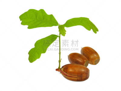 橡树果,橡树,新的,水平画幅,无人,组物体,特写,想法,花蕾,白色
