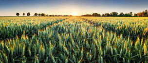 小麦,田地,全景,大麦,土路,天空,水平画幅,夏天,户外,草