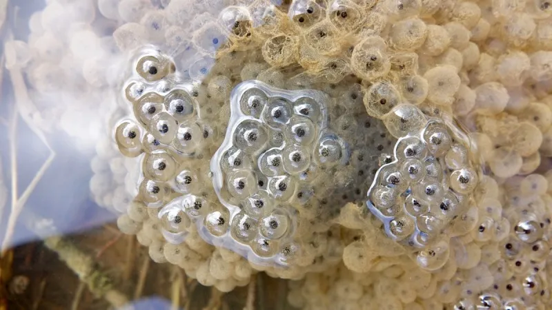 蛙卵特写 蛙卵特写图片 蛙卵特写素材下载 稿定素材 蛙卵特写 蛙卵特写图片 蛙卵特写素材下载 稿定素材