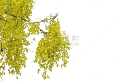 金色,热带气候,泰国,春天,窦,植物,夏天,户外,纹理,悬挂的