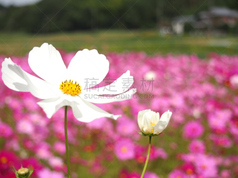 大波斯菊,自然,水平画幅,秋天,无人,风景,摄影,花