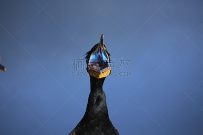 双冠鸬鹚,自然,野生动物,水平画幅,蓝色,鸟类,户外,湖,特写,海洋