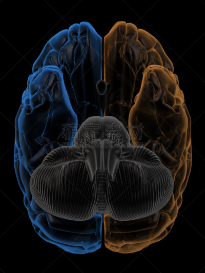 脑部,正下方视角,垂直画幅,小脑,神经系统,圆顶建筑,半球体,生物学,顶叶