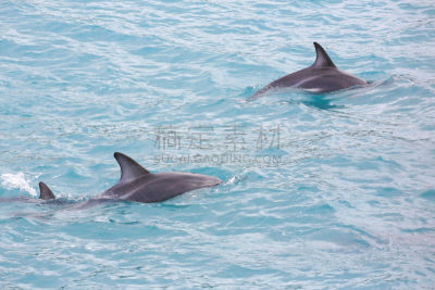 灰黑海豚,海滩,新西兰,豌豆荚,水,美,水平画幅,无人,海豚,南太平洋
