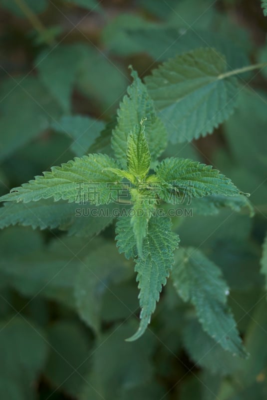 刺荨麻,垂直画幅,无人,纤维,维生素,夏天,户外,特写,白色,植物