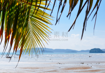 椰子,海滩,叶子,普吉岛,水,天空,美,度假胜地,水平画幅,沙子