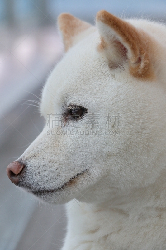 日本,狗,柴犬,海老寿司,垂直画幅,美,白色,宠物,可爱的,美人