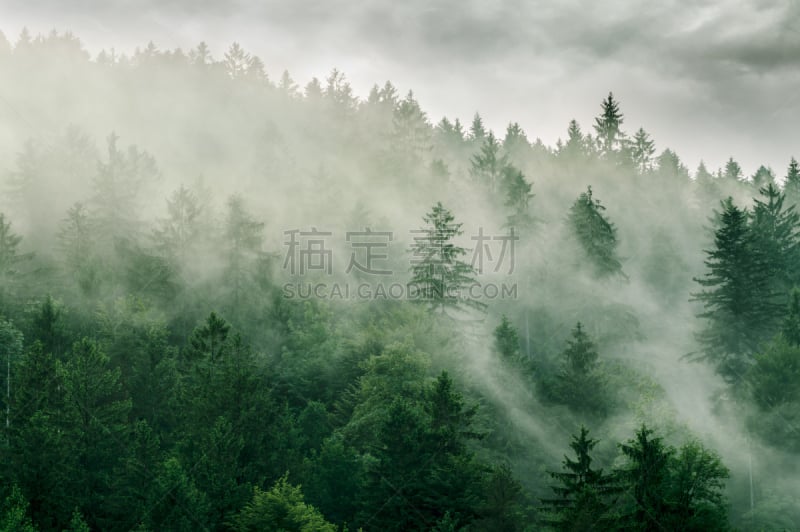 雾,森林,松树,山脉,山,秘密,怪异,暗色,天空,灵性