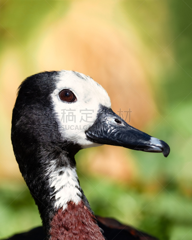 白面鸭,注视镜头,野生动物,肖像,脖子,草,动物,鸟类,丘陵鹅,家禽