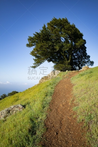 小路,橡树,垂直画幅,天空,云,山,无人,夏天,户外,马林县