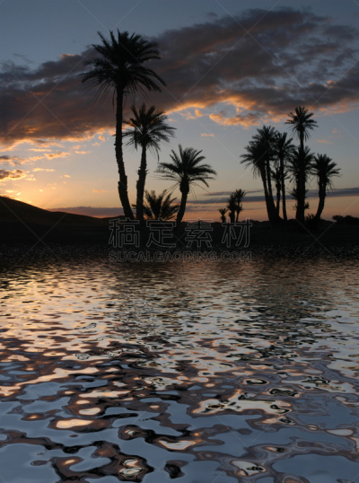 棕榈树,黎明,巴禅沙丘,erg chebbi dunes,撒哈拉沙漠,垂直画幅,水,沙子,夜晚,无人