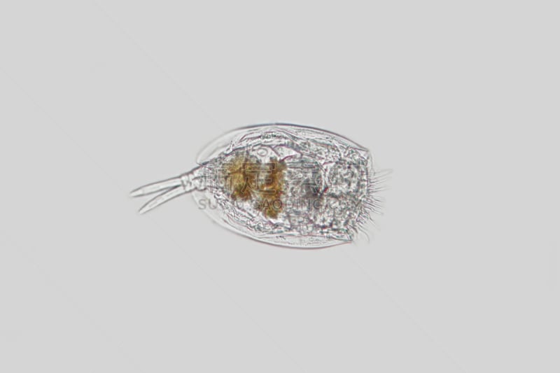 轮虫,淡水,底栖生物带,鞭毛,浮游生物,显微镜,自然,无脊椎动物,灯光技术,水平画幅