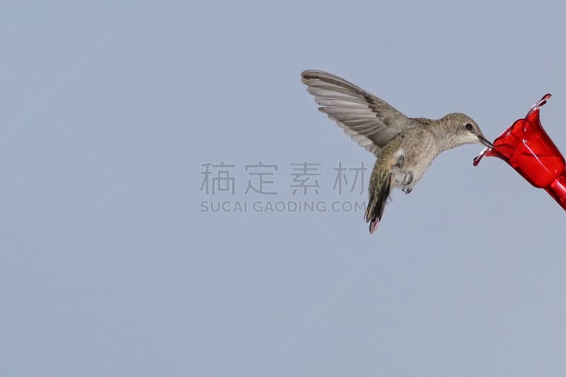 蓝色,黑颏蜂鸟,背景,天空,美国,水平画幅,小的,无人,鸟类,一只动物