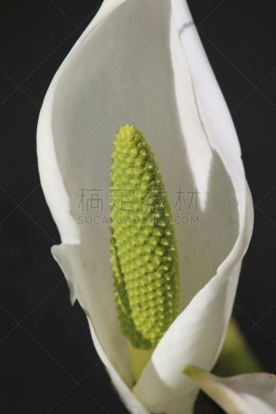 仅一朵花,绿色,尖的,纯净,清新,英国,自然美,春天,佛焰苞,水生动植物