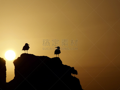 水,天空,美,水平画幅,夜晚,无人,鸟类,夏天,日落,逆光