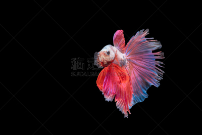 暹罗斗鱼,鱼类,骄纵宠物,宠物,水族馆,背景分离,华贵,人工饲养动物,自然神力,泰国