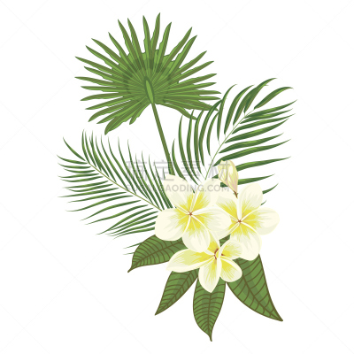 赤素馨花,绘画插图,矢量,动物手,白色背景,鸡尾酒,植物学,热带雨林,绘制,构图