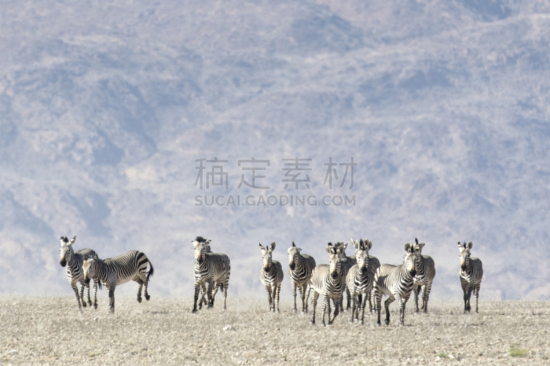 高山斑马,非洲螳螂,哈特曼山斑马,撒哈拉以南非洲,喀拉哈里沙漠,南非部落,兽群,津巴布韦,斑马,博茨瓦纳