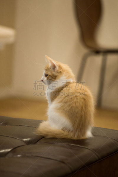 野生猫科动物,奶油,小猫,肖像,斑纹猫,臀部,动物背脊,垂直画幅,褐色,古典式