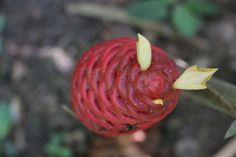 特写,菜园,生姜,清新,自然界的状态,热带气候,食品,泰国,春天,松果