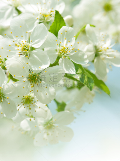 粉色,花朵,垂直画幅,天空,绿色,樱花,樱桃,无人,白色,春天