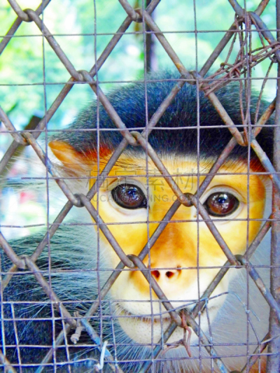 douc langur,叶猴,犯人,垂直画幅,笼子,动物身体部位,热带雨林,特写,泰国,雨林