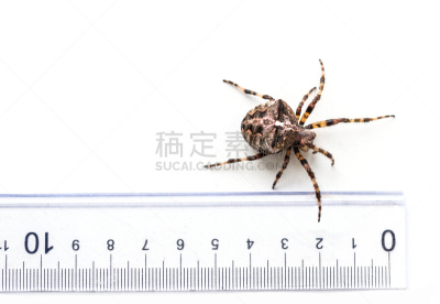 花园蜘蛛,尺,蜘蛛,角度,几乎,选择对焦,水平画幅,科学,蜘蛛纲,特写