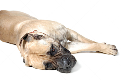 狗,纯种犬,影棚拍摄,巨大的,白色背景,正面视角,水平画幅,家庭生活,动物身体部位,特写
