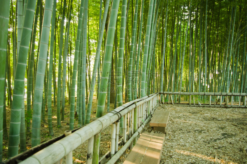 竹林,长椅,竹子叶,笋,高个子,枝繁叶茂,林区,夏天,明亮,彩色图片