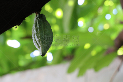 菜园,清新,自然界的状态,热带气候,食品,泰国,农场,树干,植物,梧桐科植物