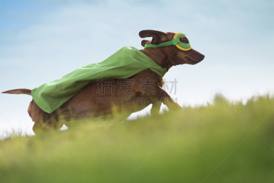 狗,腊肠犬,洗耳恭听,勇敢面对,斗篷,动物耳朵,观测点,选择对焦,机敏,伪饰