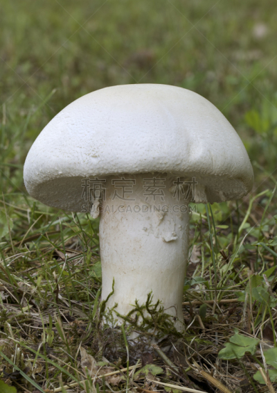 野菇,野生植物,蘑菇木耳,毒蘑菇,垂直画幅,无人,生食,鸡腿菇,户外,草