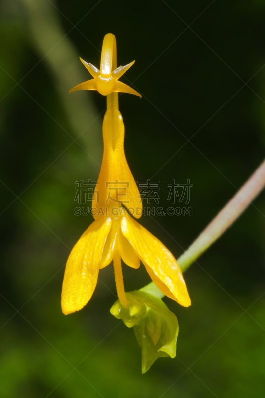 Gingerlily,垂直画幅,公园,形状,无人,夏天,特写,仅一朵花,花束,植物