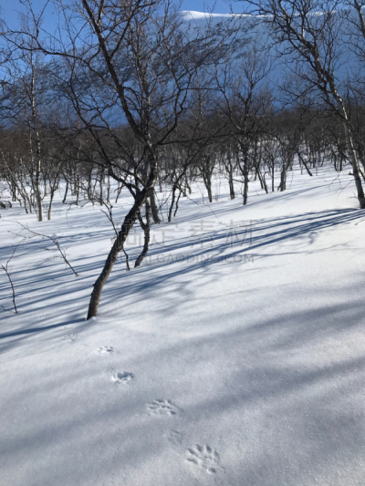 雪,瑞属拉普兰,瑞典,鼬鼠家族,运动跑道,两只动物,狼獾,山景城,自然,垂直画幅