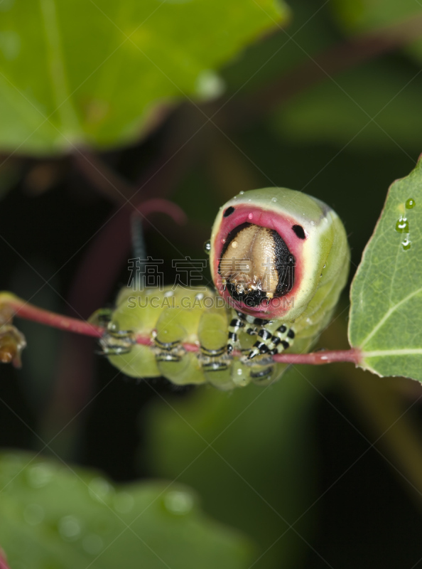 大特写,幼虫,猫蛾,notodontid moth,垂直画幅,正面视角,无人,野外动物,户外,怪异