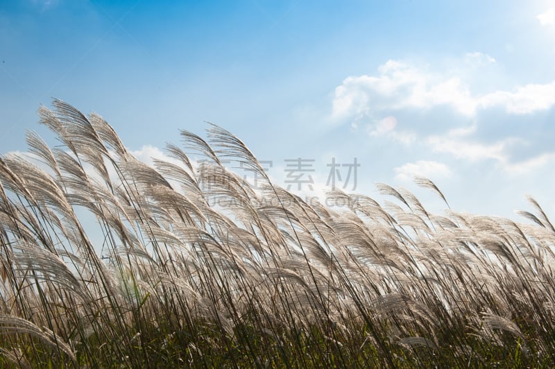 潘帕斯大草原,eel grass,vulpia grass,草原,水生植物,水平画幅,枝繁叶茂,无人,夏天,户外