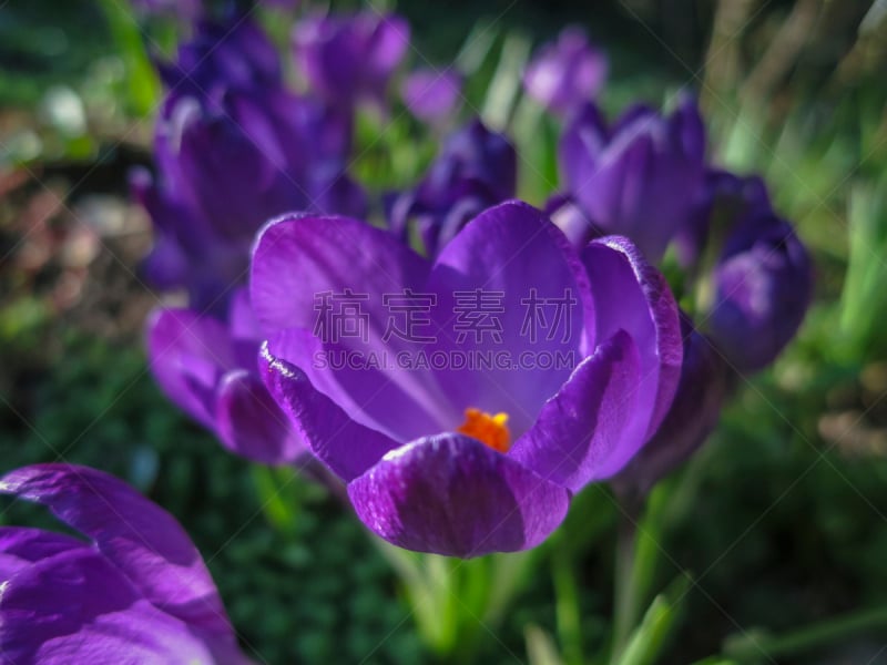 番红花属,春天,紫色,特写,巨大的,选择对焦,白昼,柔和,日光,红宝石