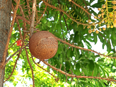 炮,特写,自然,背景,水果,美,褐色,水平画幅,无人,夏天