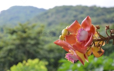 山,背景,自然,灵性,公园,芳香的,水平画幅,无人,炮弹树,户外