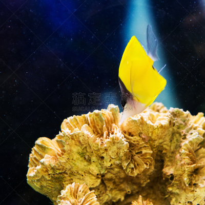 水族馆,鱼类,海洋,自然美,雀鲷,水,水下,动物身体部位,野外动物,颊纹鼻鱼