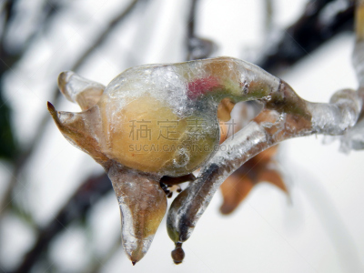 特写,浆果,蔷薇果,冰冻星球,树燕,冷泉港,博兰森林,圣胡安县,冰瀑,花园大道
