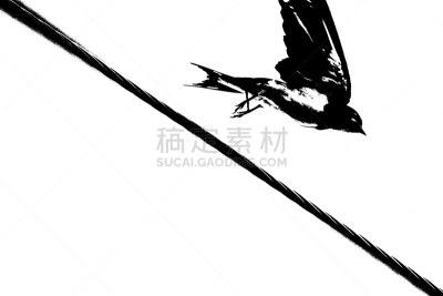 家燕,电缆,自然,野生动物,水平画幅,早晨,观鸟,自由,北美歌雀,喙