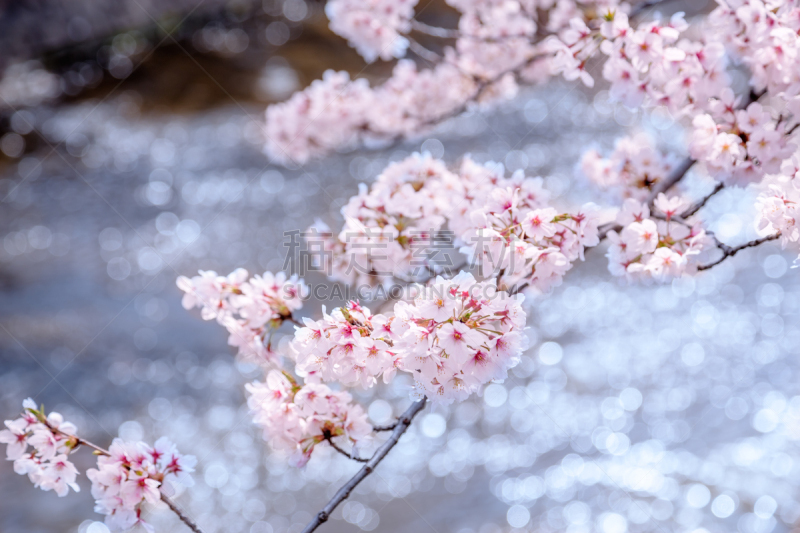 樱桃树,天空,美,留白,珊瑚色,水平画幅,樱花,光亮,桃色,特写