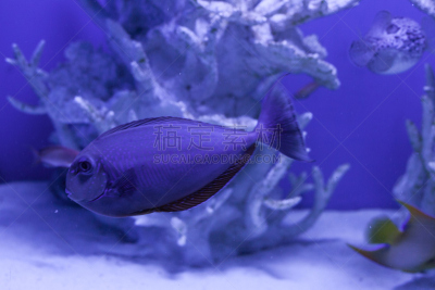 长吻鼻鱼,特写,动物鳍,浮潜,水肺潜水,深的,野生动物,环境,动物,礁石